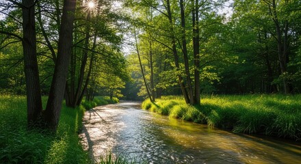 Fototapeta premium Sunlight glimmers on a peaceful river winding through a dense woodland filled with towering trees, emerald foliage, and thick green grass, serenity, clear, serene
