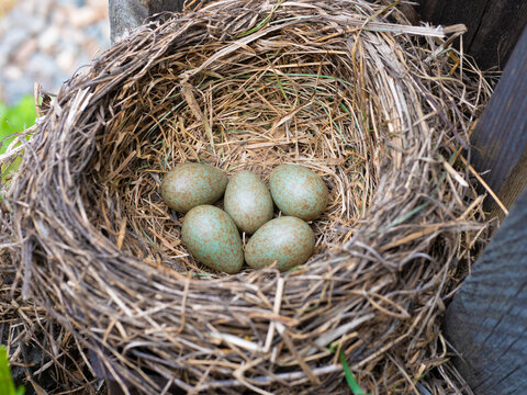 Nest of fieldfare
