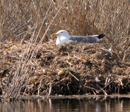 Caspian gull