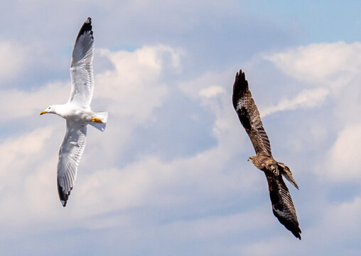 Gull and black kite