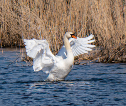 Beautiful swan