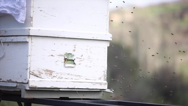Honey bees start working with the arrival of spring.