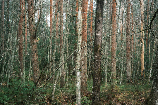 Dense mixed woodland with pine and birch trees, natural forest habitat with tangled branches and green undergrowth
