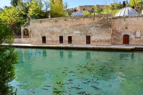 Sacred fish pond at Balıklıg&ouml;l in Şanlıurfa, Turkey with historic stone architecture