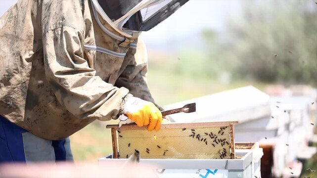 Honey bees start working with the arrival of spring.