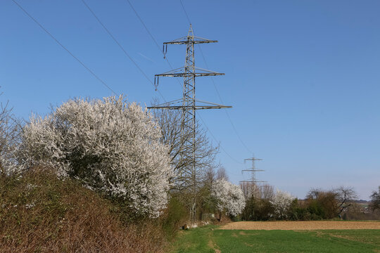 Hochspannungsmast, ein bl&uuml;hender Kirschbaum,  blauer Himmel und Sonnenschein
