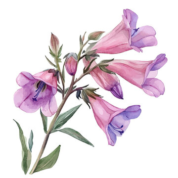 Penstemon Flower, watercolor vector , isolated on a white background.