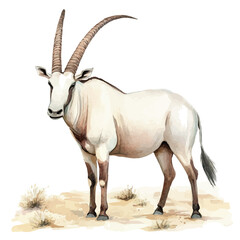 watercolor vector of Oryx , isolated on a white background. © zentrix