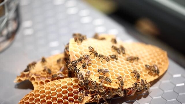 Honey bees start working with the arrival of spring.