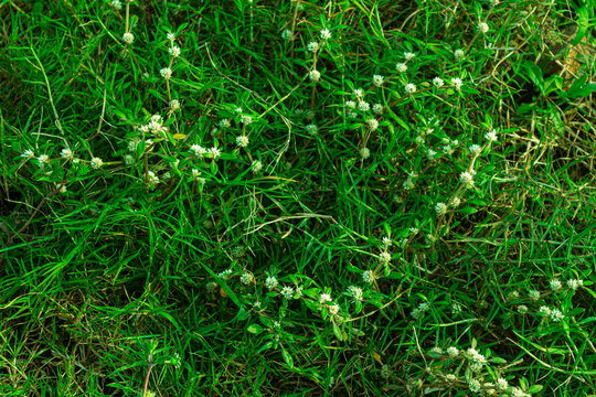 Lush Green Grass Texture Featuring Small White Wildflowers in Nature