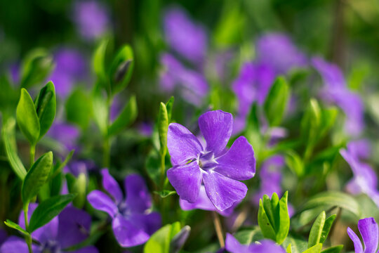 Close-up of blooming purple vinca flowers with lush leaves, emphasizing texture, color contrast, and a lively spring garden atmosphere.