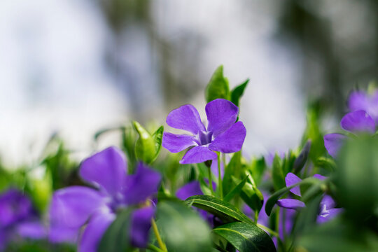 Purple vinca flowers blooming among fresh leaves, creating a lively and colorful garden composition filled with natural charm.