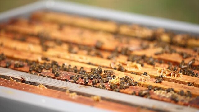 Honey bees start working with the arrival of spring.