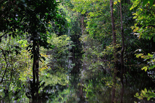 Igap&oacute;s en Anavilhanas, selva inundada