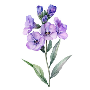 Matthiola Flower, watercolor drawing vector , isolated on a white background.