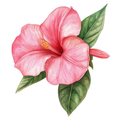 Mandevilla Flower, watercolor vector clipart, isolated on a white background. © zentrix