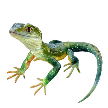 Lizard, watercolor drawing vector , isolated on a white background.