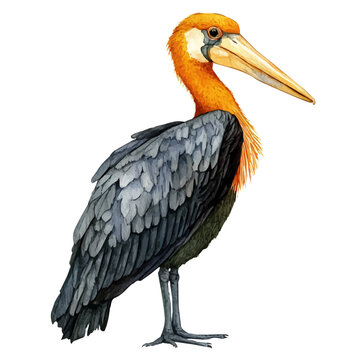 Lesser Adjutant, watercolor vector clipart, isolated on a white background.