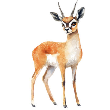 Klipspringer, watercolor vector painting, isolated on a white background.