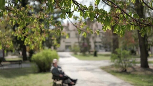 Fresh green chestnut tree leaves in focus with a blurred sunny park background in springtime