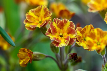 Obraz premium Bright orange and yellow tulips blooming in a spring garden, softly lit by warm sunlight with a blurred floral background.