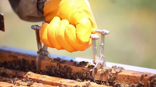 Honey bees start working with the arrival of spring.