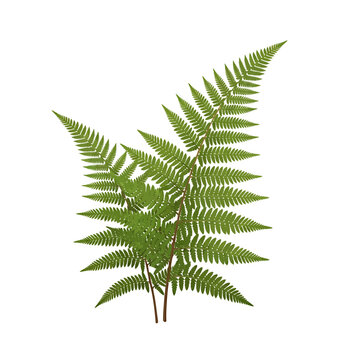 Green fern fronds botanical vector illustration isolated on white