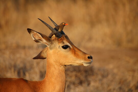 Impala with oxpecker on head in savanna, Africa