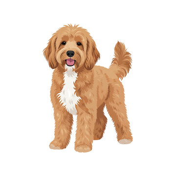 Cute Goldendoodle Dog Vector Illustration Isolated on White