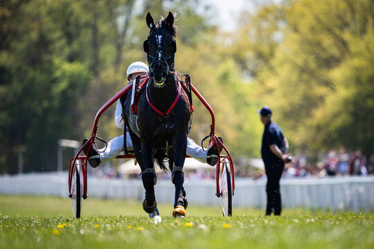 Front view of harness racing horse pulling sulky, driver behind, sharp focus with shallow depth of field on sunny day