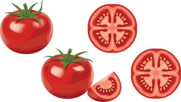 Fresh Red Tomato Vector Illustration Set Featuring Whole Tomatoes, Round Cross-Section Slices, and Wedges for Cooking, Healthy Salad Recipes, and Organic Food Designs