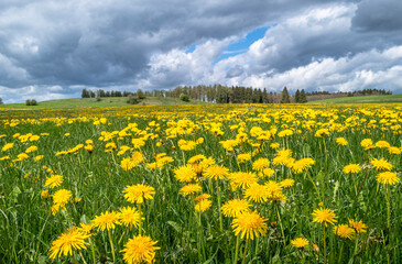Obraz premium Eine Wiese mit blühendem Löwenzahn im Frühling, Bayern, Deutschland, Europa