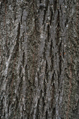 Obraz premium Tree bark texture with deep grooves