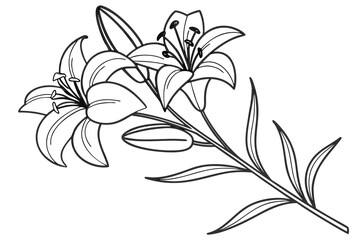 Obraz premium coloring page line art the lobelia flower black vector