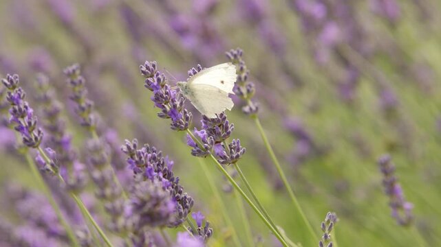 Butterfly in a lavender field