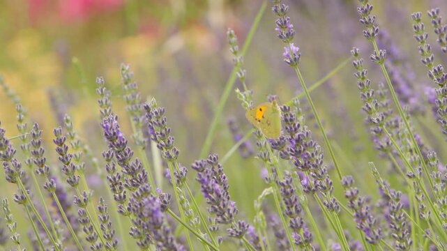 Butterfly in a lavender field