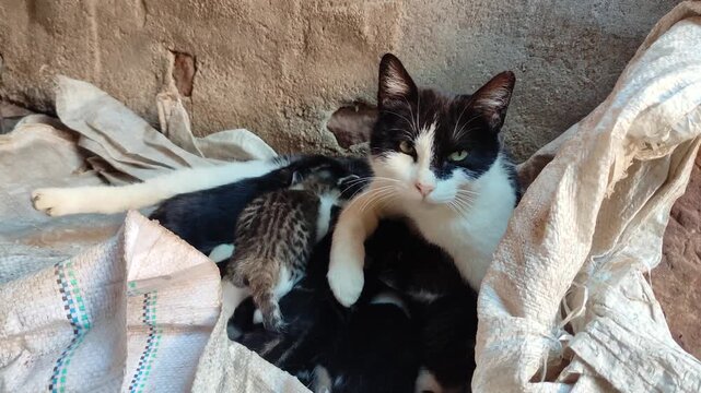A mother cat from an unmanaged feline colony, exhausted and worn out, looks sadly and wearily while nursing her kittens.