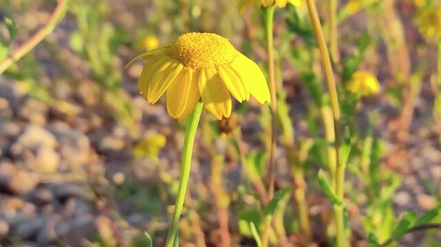 Coccinellidae falls from glebionis segetum on which it was perched. Corn daisy.