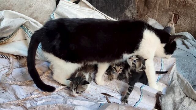 A mother cat was found disoriented, wandering with her babies in an area of ​​garbage and rubble.
