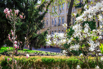 A white magnolia bush in a city park © 201122