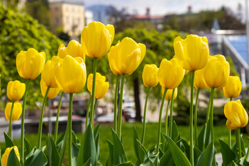 Fototapeta premium Yellow tulips against the backdrop of a city landscape