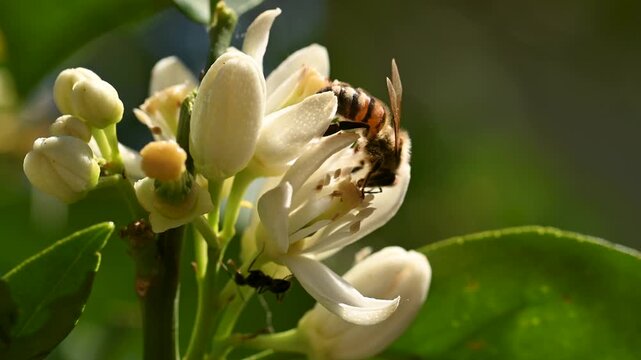 Close-up of a bee collecting pollen from white orange blossoms in spring. Biological agriculture. Environmental protection and biodiversity. Footage.