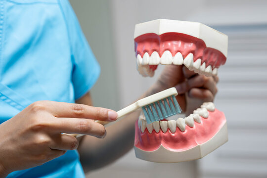 Dental professional explaining oral hygiene and correct tooth brushing using a dental model