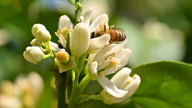 Close-up of a bee collecting pollen from white orange blossoms in spring. Biological agriculture. Environmental protection and biodiversity. Footage.