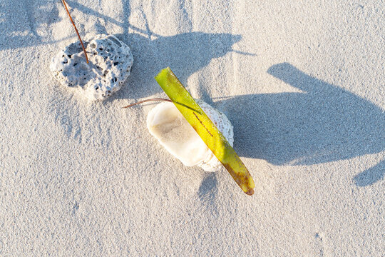 Top view of a minimalist composition on a fine white sand beach. The image features a piece of porous white coral, a seashell, and a green red mangrove propagule (Rhizophora mangle). 