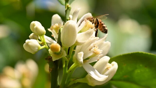 Close-up of a bee collecting pollen from white orange blossoms in spring. Biological agriculture. Environmental protection and biodiversity. Footage.