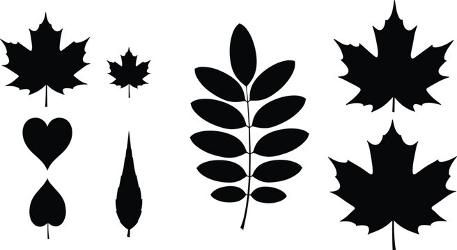 Black silhouette illustrations of seven diverse leaf shapes, including maple, heart-shaped, narrow, and compound leaves, showing botanical design concepts