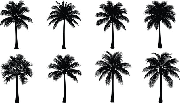 Palm tree silhouettes set featuring tropical coconut and fan palms collection isolated on clean background for summer beach design