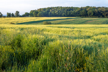 Naklejka premium Agricultural landscape with green wheat fields and rolling hills in springtime.