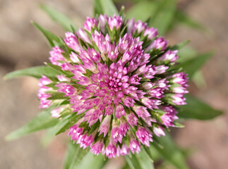 Fototapeta premium A detailed shot of a pink flower with green leaves, ideal for use in still life or beauty compositions